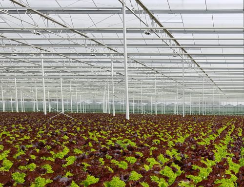 State-of-the-Art Greenhouse technology for Slovenia