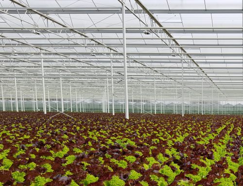 State-of-the-Art Greenhouse technology for Slovenia