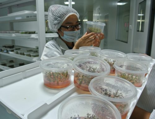 Tissue Culture for small fruits and ornamental trees in Georgia