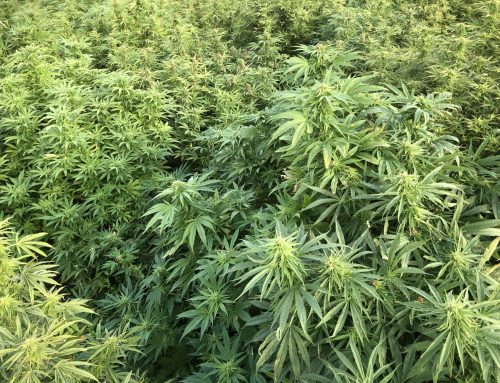 Open field Hemp project for CBD strain registration