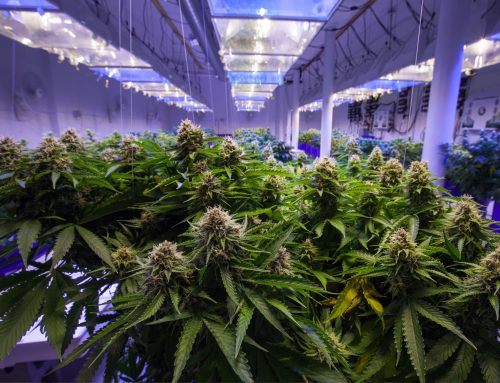 Setting up an indoor Cannabis facility in Denmark