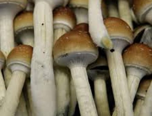 Organic psilocybin production in the Netherlands